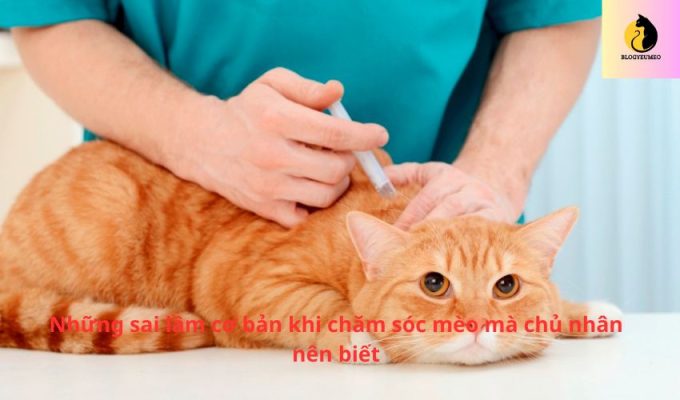 Những sai lầm cơ bản khi chăm sóc mèo mà chủ nhân nên biết